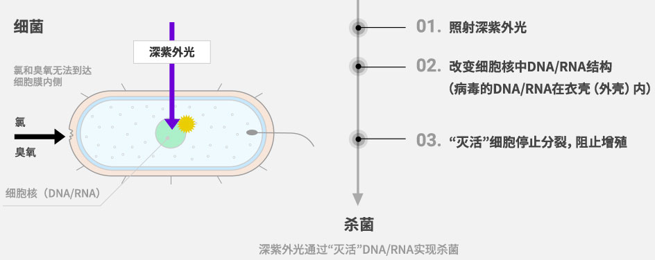 深紫外光通过“灭活”DNA/RNA实现杀菌